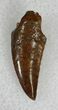 Serrated Raptor Tooth From Morocco - #28849-1